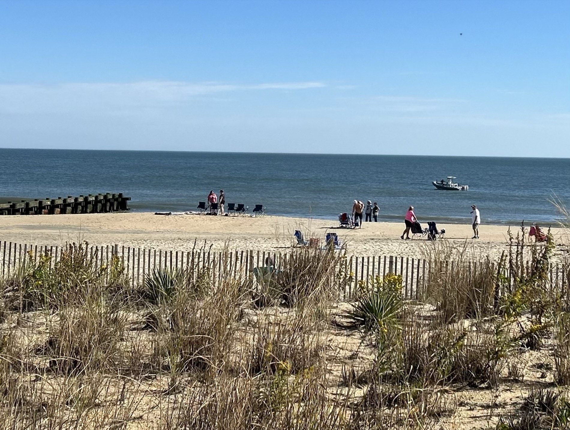 Dune fencing and beach grass along the Delaware shore