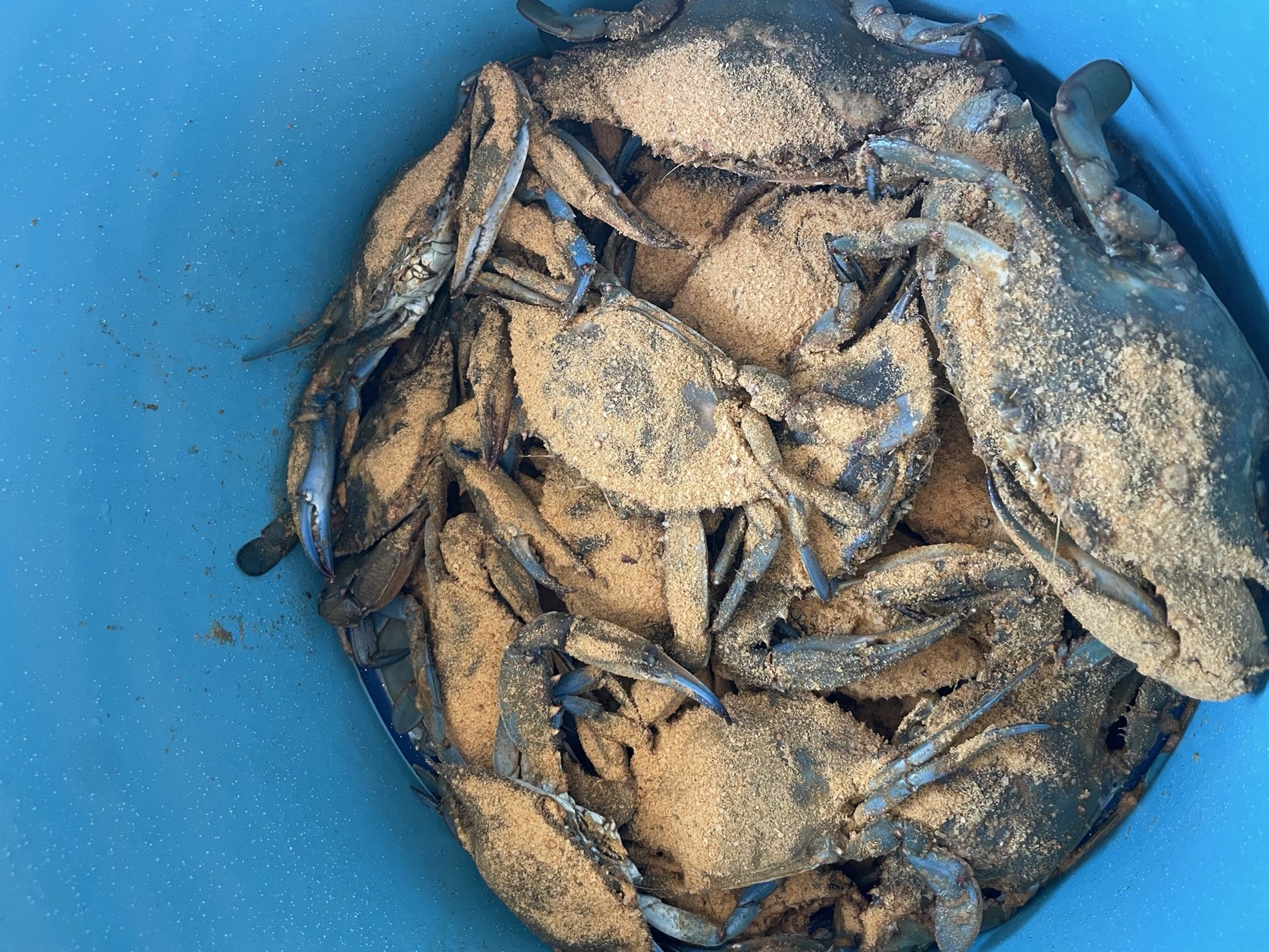 Blue crabs in a basket