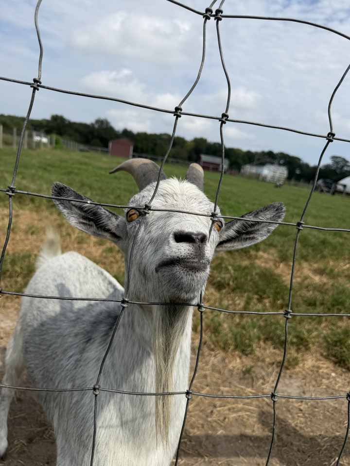 A white goat at Parsons Farms in Dagsboro