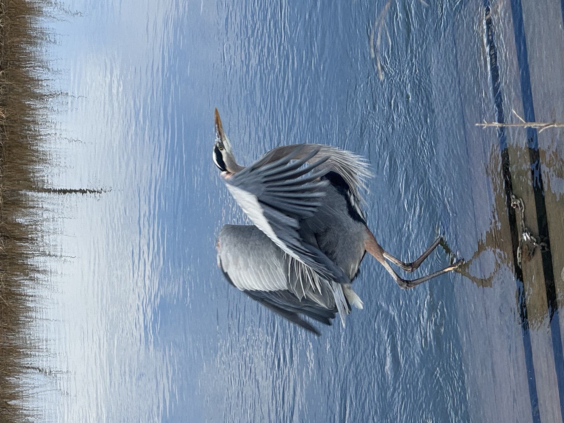 A great blue heron landing with wings spread over shallow water