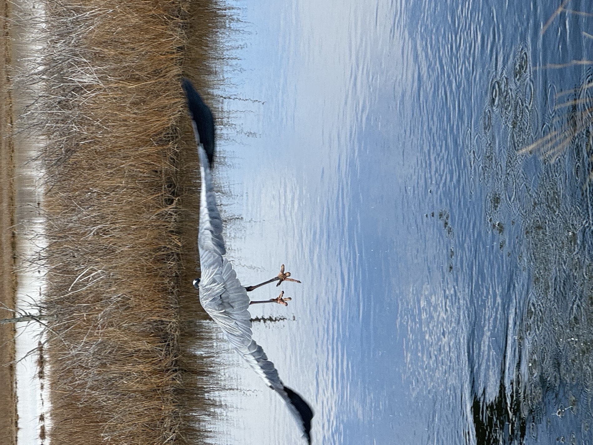 A great blue heron flying low over marsh water with its reflection beneath