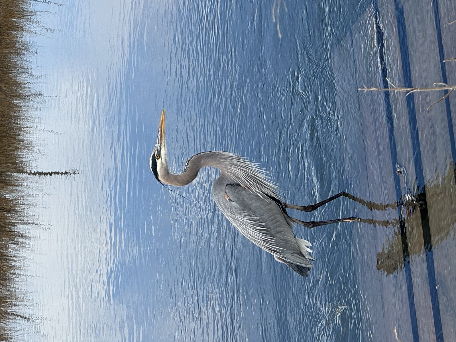 A great blue heron hunting in the shallows