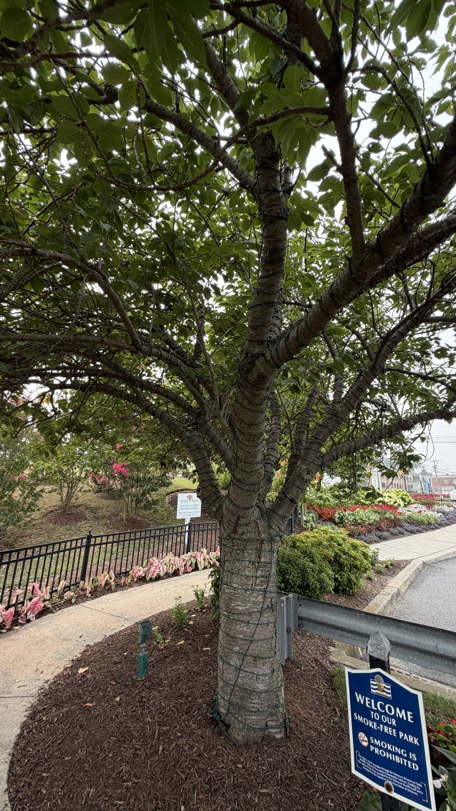 A residential street in Lewes shaded by mature trees
